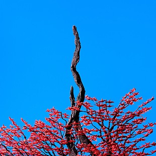 「ヨルシカ、アニメ『チ。 ―地球の運動について―』新EDテーマ「へび」配信リリース」