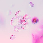 「Aile The Shota 配信シングル「SAKURA」」2枚目/2