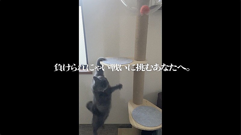 「『『Adoのベストアドバム』CM 負けられにゃい戦い篇』」3枚目/6