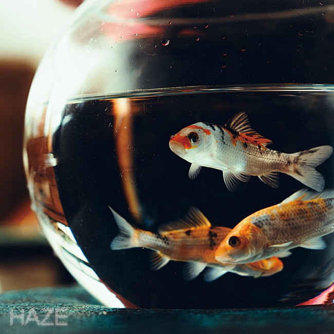 「Kroi 配信シングル「HAZE」」2枚目/14