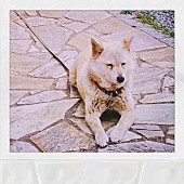 「マカロニえんぴつ 配信シングル「ハナ」」2枚目/2