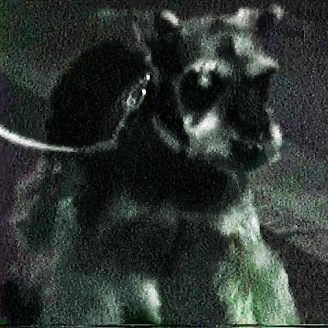 「「SUPERMARKET」アートワーク」2枚目/4