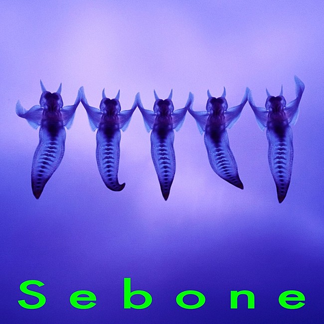 「アルバム『Sebone -脊髄盤-』ジャケット写真」3枚目/3