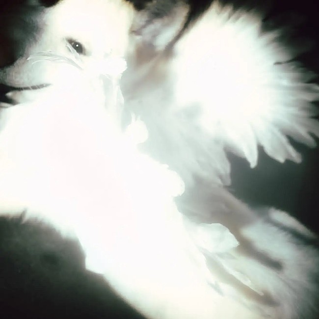 「」2枚目/2