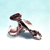 「」2枚目/3